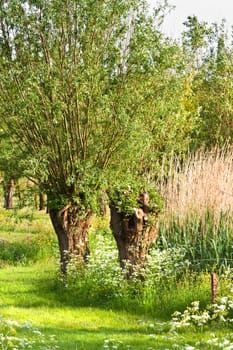 Old pollard-willows in the country in spring by evening light
