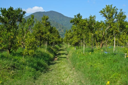 Orange groves and mountain backdrop