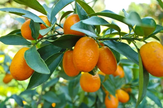 Green leaves and oranges on the tree