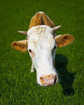 Funny cow in the meadow - a portrait of a close-up