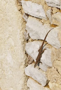 Brown Lizard Under the Sun on a Stone Wall