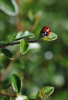 Red Ladybird on a Green Leaf in a Plant