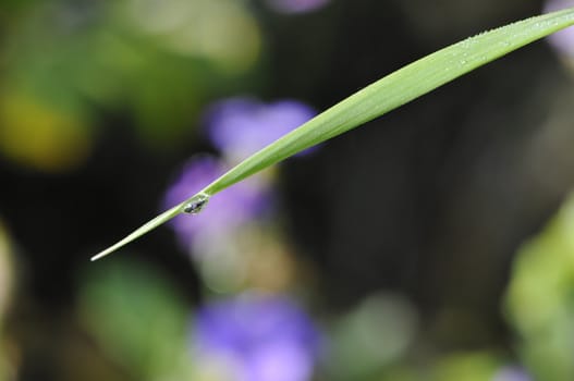 Water Drop on a Grass Stem with a Blurred Background
