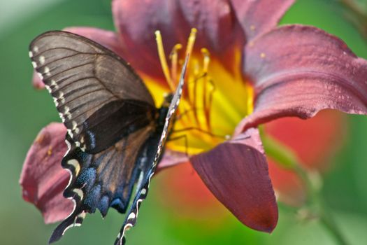 A swallow tail butterfly takes time to eat from a multicolored day Lilly,