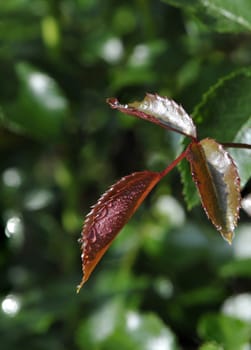 Water Droplets on Red Leafs with a Blurred Background