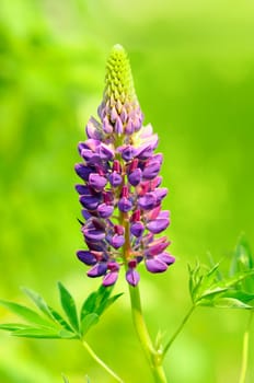 Beautiful floral background with a purple lupine flower over lush green leaves, brigh, vivid and saturated colors.