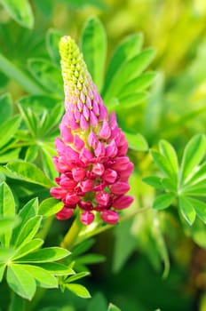 Beautiful floral background with a pink lupine flower over lush green leaves, brigh, vivid and saturated colors.