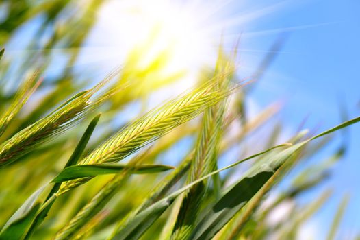 wheat harvest on blue sky with sun