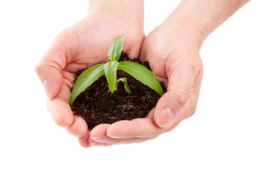 Green plant in a man hand isolated on white background