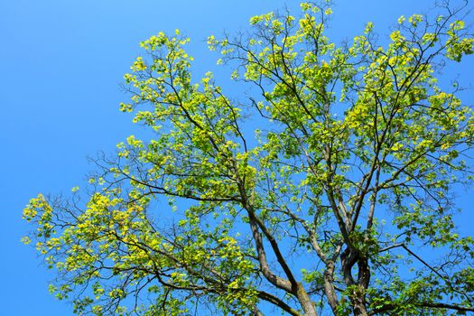 tree on blue background, with room for text