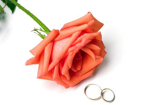 Scarlet fragile rose and two wedding rings on a white background