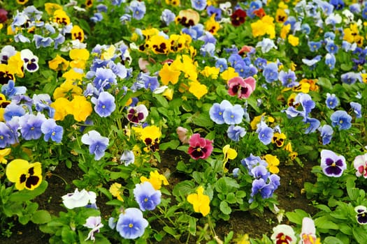 Multi-coloured bright pansies on a bed with a green grass