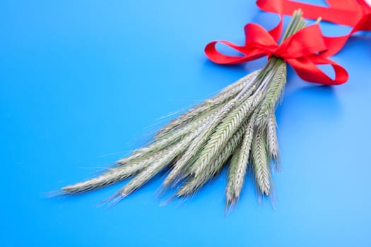 Green rye spikes (Secale cereale), on blue background