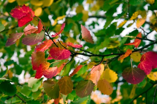 Branch of a tree with on autumn the decked foliage against even green wood