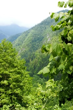 Mountains covered with a large forest and in the foreground brightly green leaves