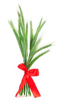 Green rye spikes (Secale cereale), on white background