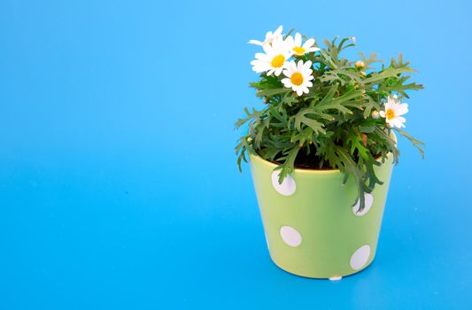 marguerite on blue background