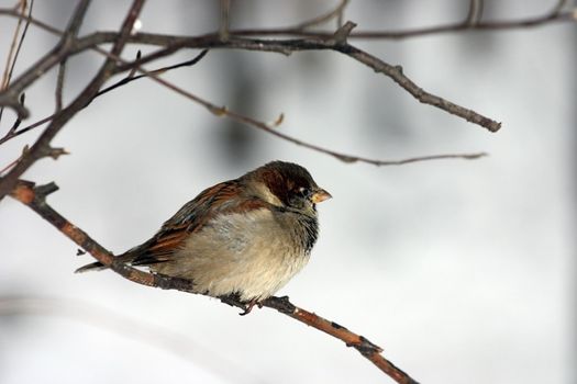 Small sparrow sitting on a branch of a tree on a background of the dim sky and a snow