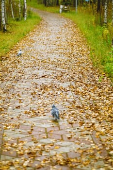 lane covered with yellow foliage in city park in the autumn afternoon