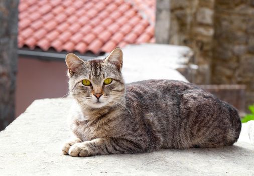 cat