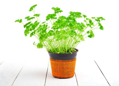 parsley isolated on white background.