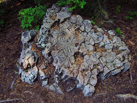 A photograph of a large mountain boulder detailing its texture.