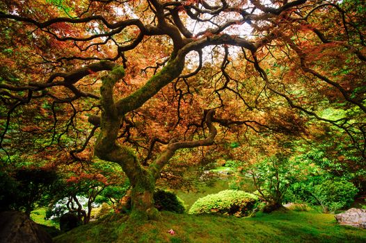 a tree with beautiful branch from japanese garden in portland