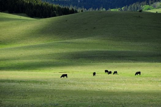 a local cattle farm in a green grass field in montana