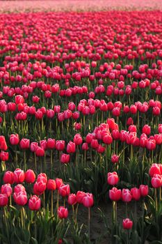 pink tulip farm from mount vernon, washington