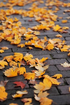 yellow autumn maple leave on brick ground