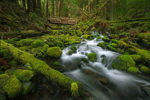 lush green creek in rain forest in washington