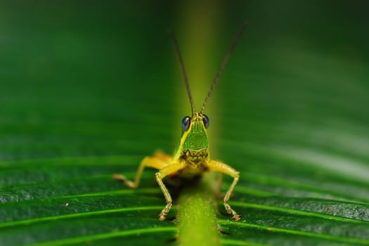 a grasshopper standed on a leaf 
