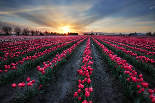 sunrise at red tulip field from washington