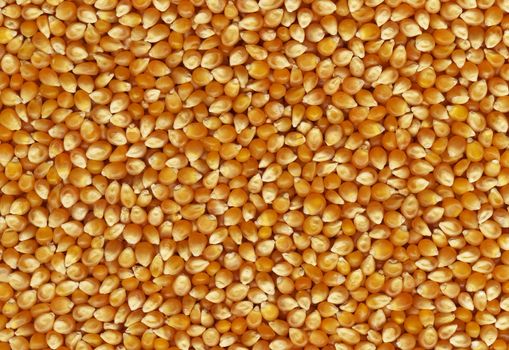 Pronounced texture of grain corn, the high accuracy of the details