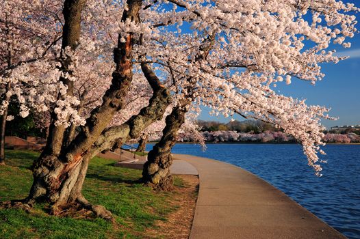cherry blossom from tidal basin at Washington DC