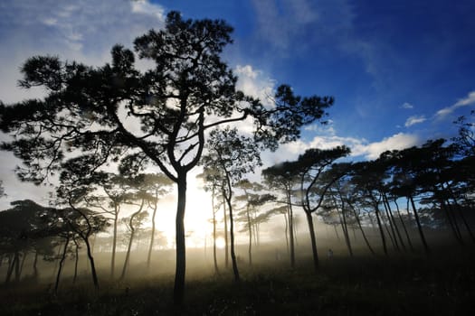 a sunlight glow behind a pine in a fog