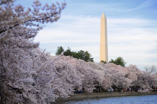 cherry blossom at washington memorial from Washington, DC