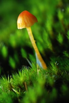 small orange mushroom in green moss