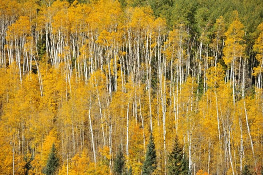 yellow aspen forest pattern