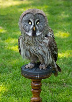 Looking owl, sitting n a bird stand