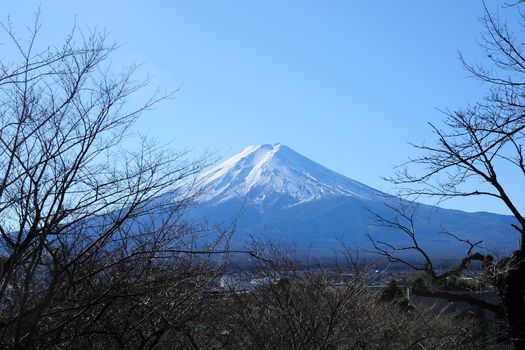 the famous landmark in japan, mount fuji with leafless tree