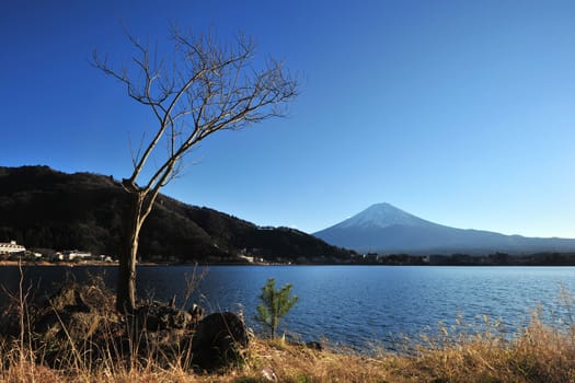 mount fuji with a leafless tree at lake kawaguchiko