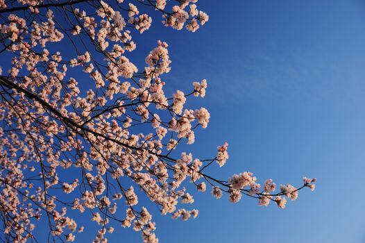 cherry flower branches in background of blue sky