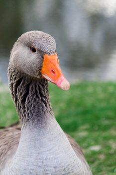 A portrait of a graylag goose with narrow depth of field with water and a pond in the background