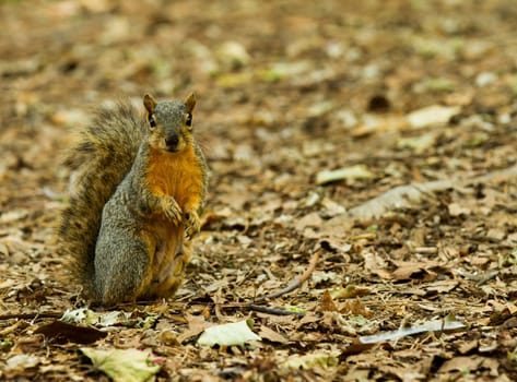 observant squirrel noticing that I'm getting close and about to run.