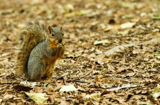 Photo of a squirrel on a ground of leaves, copy space is available to the right of the image.