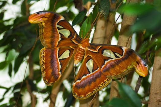 Night butterfly Atlas moth or Attacus atlas - biggest butterfly
