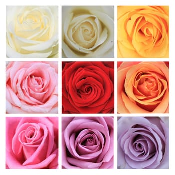 xL-collage made from 9 different high resolution rose images