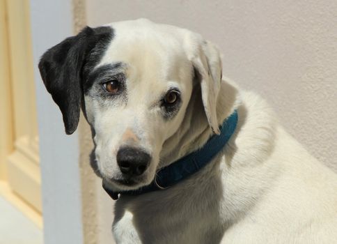 Portrait of a dalmatian dog sitting in the street