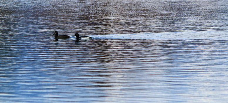 Couple of black ducks swimming quietly on the waterlake